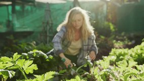 Caucasian female farmer working outdoors using tools to harvest fresh vegetables 