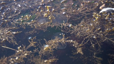 Marine Plants and Small Jellyfish in the Turbid Sea 4K