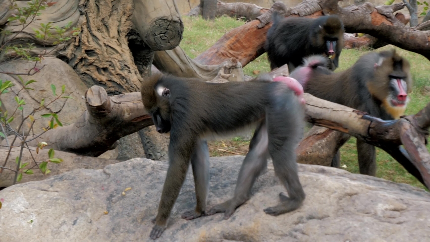 Male mandrill Mandrillus sphinx is walking on the grass in the zoo, big colorful primate