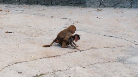 Two baby mandrills Mandrillus sphinx are playing with each other, mother mandrills are coming to stop them and take them away. In the zoo