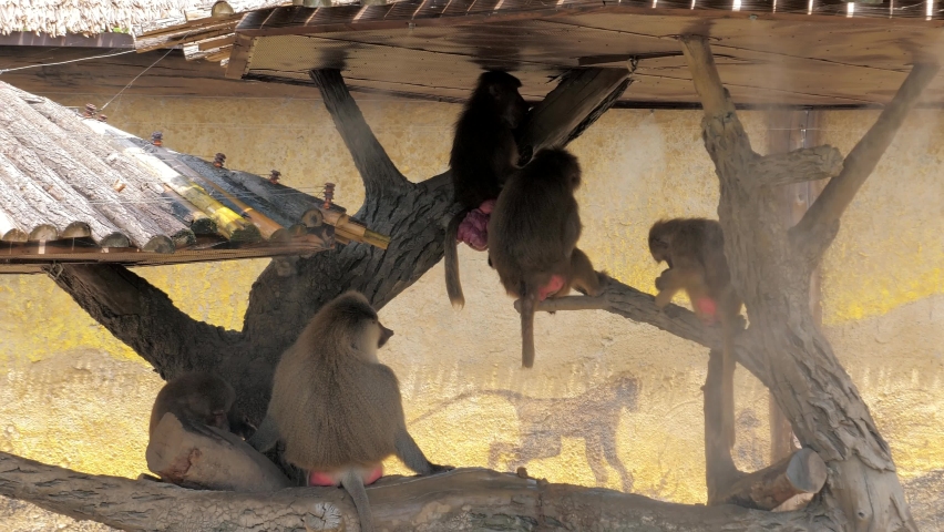 A group of female mandrills Mandrillus sphinx is sitting on the branches with baby mandrill in the zoo
