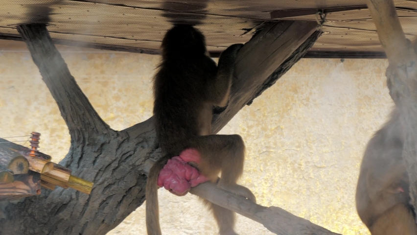 Female mandrill Mandrillus sphinx is sitting on the branch in the zoo