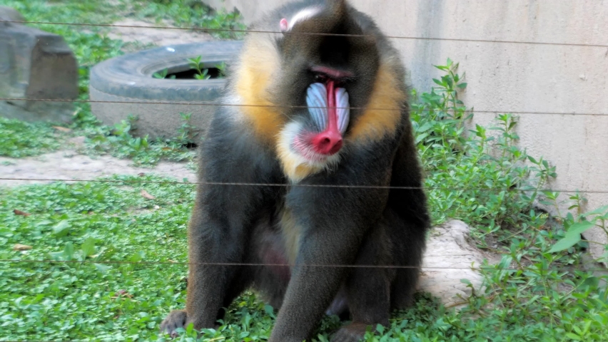 Male mandrill Mandrillus sphinx sits at the fence in the zoo and eats the grass, big colorful primate