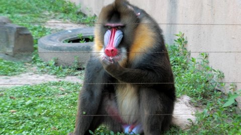 Male mandrill Mandrillus sphinx sits at the fence in the zoo and eats the grass, big colorful primate