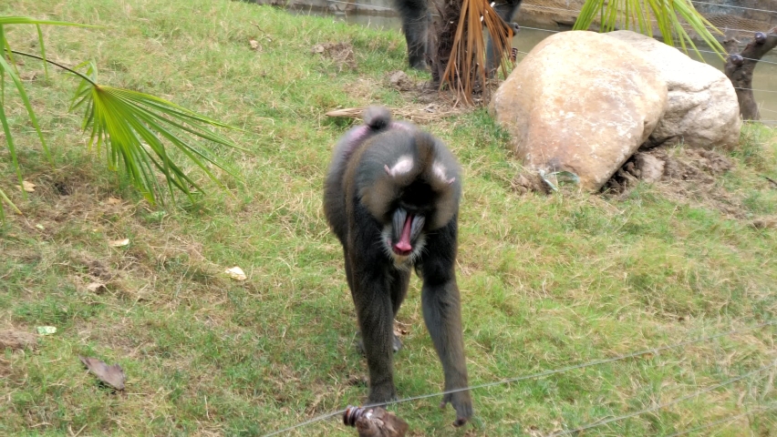 Male mandrill Mandrillus sphinx stands at the fence in the zoo, big colorful primate