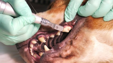 The dentist cleans the dog's teeth using an ultrasound device. Clean white teeth of an animal in a veterinary clinic.Two young female veterinarians treat the animal's teeth.Close-up.