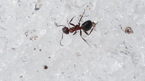 ant is walking on the snow, ant,  Formica rufa, walking on snow