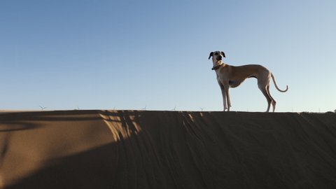 Side profile of a beautiful female brown Sloughi greyhound dog (North-African greyhound) on a high sand dune. 4k