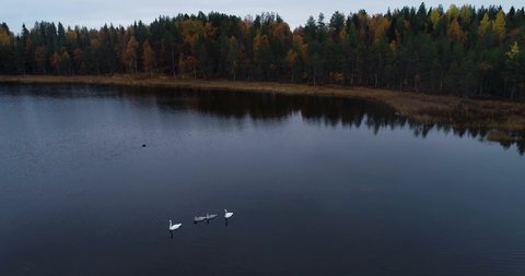 An aerial of Whooper swan, Cygnus cygnus family swimming on an autumnal lake in Northern Finland.	