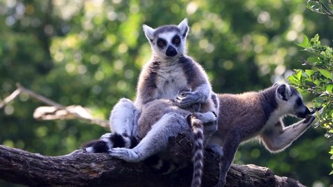 lemur catta with baby in her arms 

