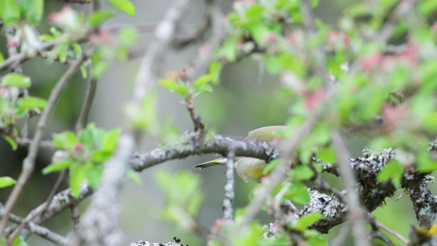 Greenfinch behing apple tree branches and flying away in an European garden during springtime	