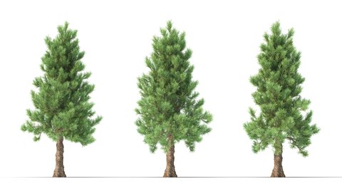 Isolated realistic Pinus Taeda tree on the wind, White background with transparent cut-out animation and alpha channel.3d rendering with id pass