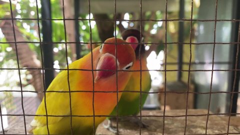 Couple of Love Birds loving each other in their nesting cage