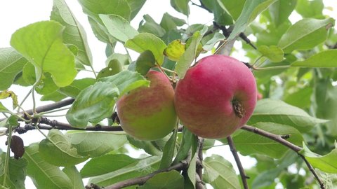 Apple trees in the garden with ripe red apples ready for harvest. organic, environmentally friendly products, fruits