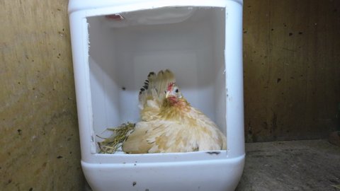 A hen is incubating eggs in a plastic box. It's a footage with sound. 