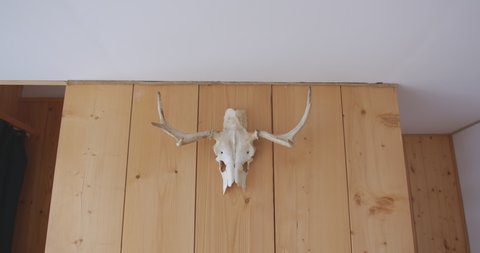 cow deer skull hanging on a light wooden wall with planks under the ceiling in the interior of the house decoration