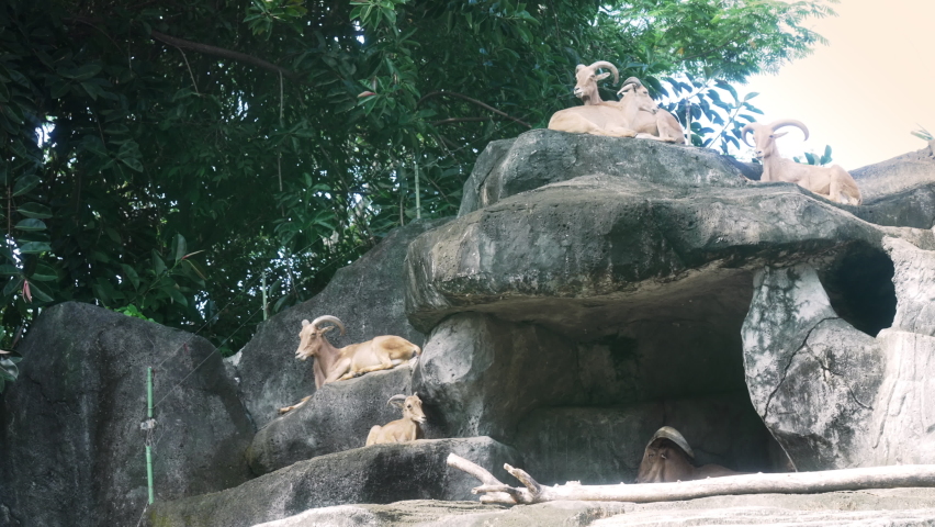 Pov of a man watching a flock of mountain goats sitting on rocks through a car window during safari. Beautiful reflections. double exposure. Video Overlay