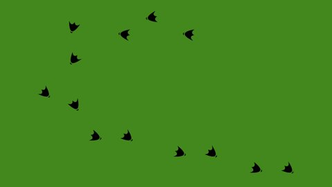 Loop animation of the black silhouette of the footprints of a duck or bird. On a green chroma key background