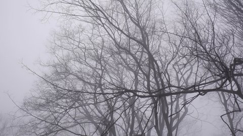 Tree forst in fog mist