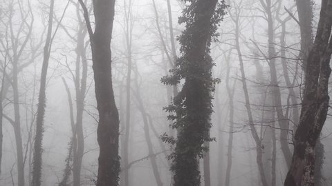 Tree forst in fog mist