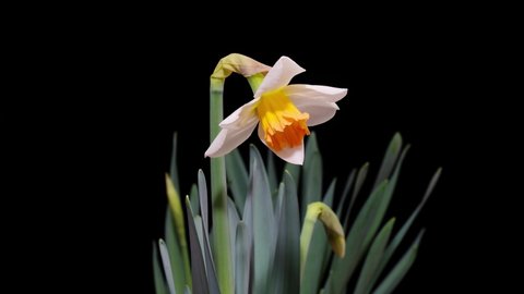 Time lapse footage of blooming white narcissus daffodil (Narcissus pseudonarciss) trumpet narcissus flower isolated on black background, from bud to full blossom, 4k video.