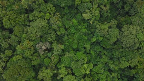 Untouched Dense Rainforest. Top Aerial View