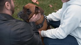Couple stroking their dog while enjoying a day outdoors together in the park. Pets concept.