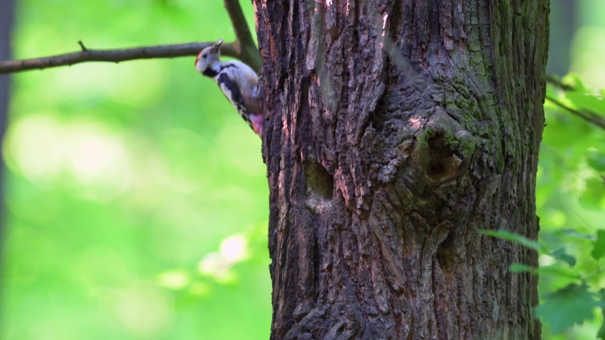 The European woodpecker, the middle spotted woodpecker (Dendrocoptes medius) feeds its young in the cavity of a tree in spring.