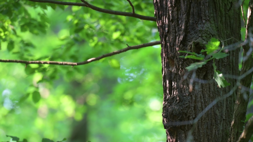 The European woodpecker, the middle spotted woodpecker (Dendrocoptes medius) feeds its young in the cavity of a tree in spring.