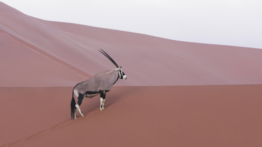 Portrait Of A Gemsbok (Oryx Gazella) In Red Desert Dunes Habitat Of Namibia In South Africa, Medium Shot Royalty-Free Stock Footage #1087898335