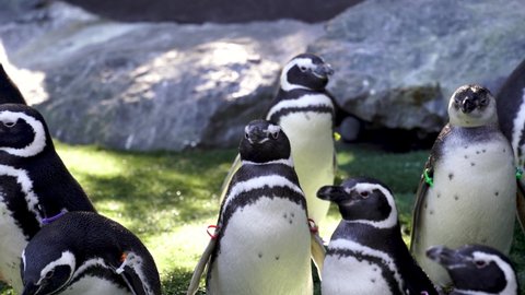 A small group of Magellanic penguins rests in a sunny zoo enclosure, (Spheniscus magellanicus)
