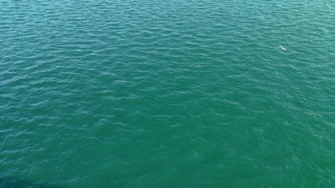 Time lapse of calm green sea waters inside of a port. A seagull flies around getting close to the surface on several ocasions.