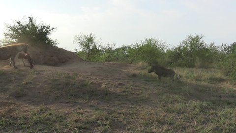 Warthog and Hyena Standoff, Animals Fighting Over Territory in African Savanna