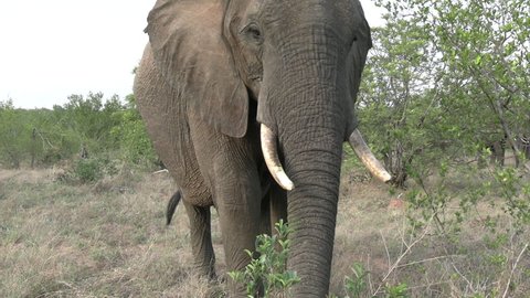 Close Up of Elephant Eating Grass and Defecate in African Savanna. Animals in Natural Habitat