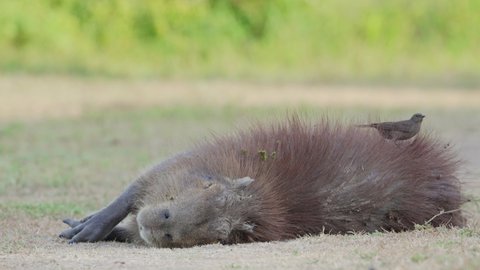 Small little female shiny cowbird eating parasites off a giant sleeping capybara, hydrochoerus hydrochaeris lying sideway on the ground at pantanal conservation area, brazil, close up static shot.