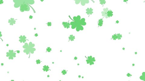 Shamrock four-leaf clovers falling on a white background in 4k