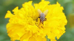Close-up video of flowerfly feed on nectar from small petal of marigold in garden.