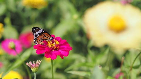 Common Tiger butterfly (Danaus chrysippus) feeding on the nectar from zinnia in the flower garden, with blurry foreground and background of flowers.