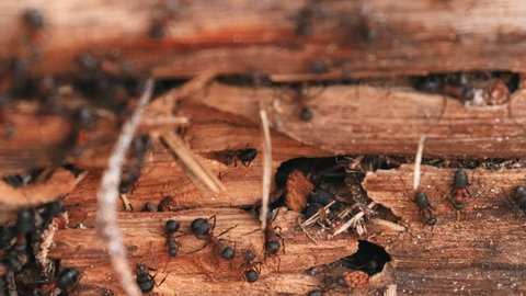 Red Forest Ants (Formica Rufa) On A Fallen Old Tree Trunk. Ants Moving In Anthill. Belarus