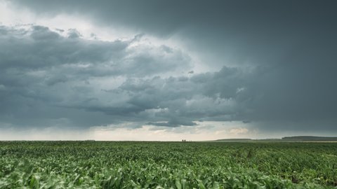 Rainy Sky With Rain Clouds On Horizon Above Rural Landscape Maize Field. Young Green Corn Plantation. Agricultural And Weather Forecast Concept. Time Lapse, Timelapse, Time-lapse. 4K. Cornfield.