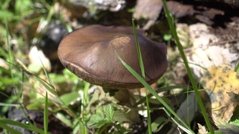 Mushroom boletus in the forest, close-up. Edible mushroom grows in natural environment, autumn season