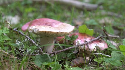 Russula mushroom with a red hat in the forest. Edible mushroom grows in natural environment, autumn season