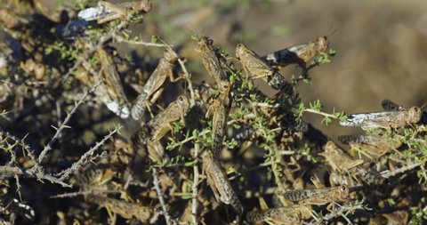 Close-up. Millions of brown locust swarms decimating crops in Africa linked to Global warming, Climate change,Climate emergency