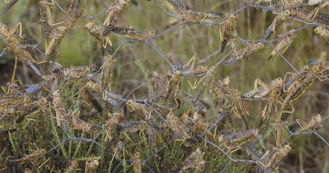 Close-up. Millions of brown locust swarms plague decimating crops in Africa linked to Global warming, Climate change, Climate emergency