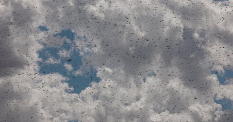 Millions of brown locust swarms flying against the clouds,decimating crops in Africa linked to Global warming, Climate change,Climate emergency