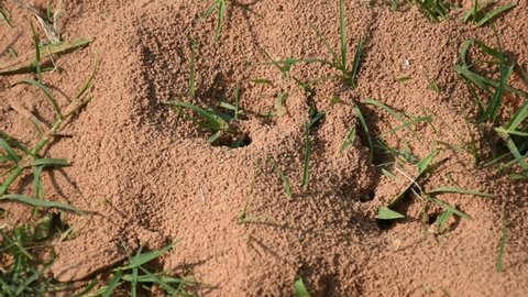 red ant nest on the ground