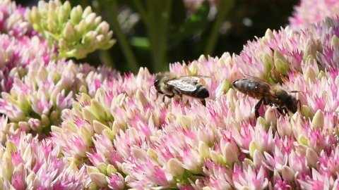 Honey bee feeding on sedum flower. Side view. 4K UHD video footage 3840X2160.