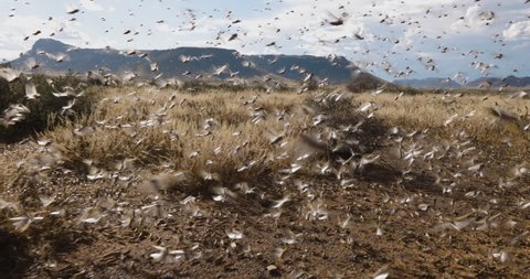 Tracking shot. Millions of brown locust swarms decimating crops in Africa linked to Global warming, Climate change, Climate emergency
