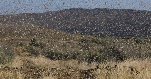 Millions of brown locust swarms decimating crops in Africa linked to Global warming, Climate change,Climate emergency