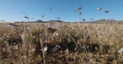 Tracking shot.Millions of brown locust swarms decimating crops in Africa linked to Global warming, Climate change,Climate emergency